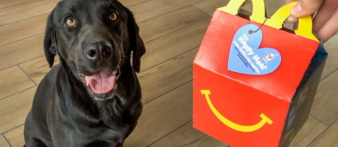 Labrador Tries First McDonald's Happy Meal