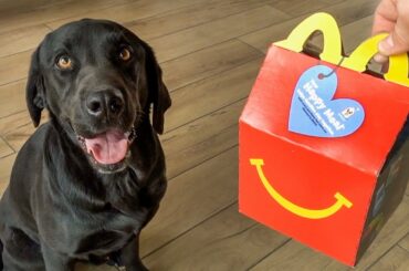 Labrador Tries First McDonald's Happy Meal