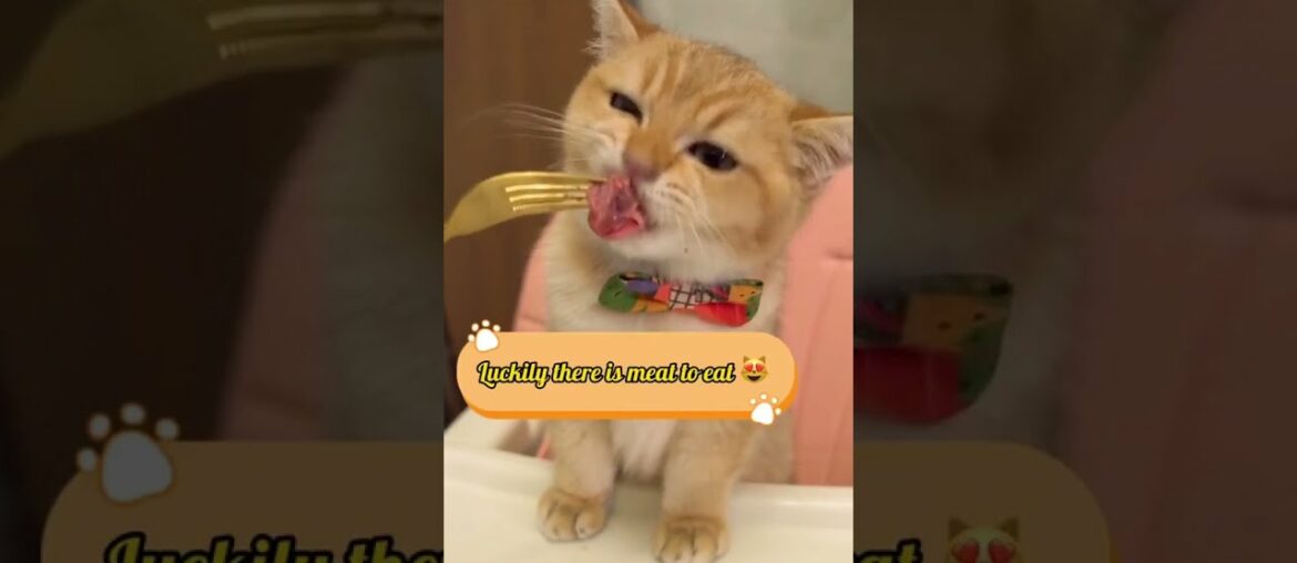French food fyp cat foryoupage catsoftiktok pet foryou catlover funny cute delicious petsoftiktok mu