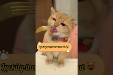 French food fyp cat foryoupage catsoftiktok pet foryou catlover funny cute delicious petsoftiktok mu
