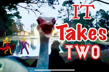 My Ostrich Needed His Mom #HeyCarl