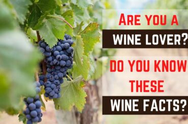 25 Interesting Facts About Wine - Every Wine Lover Should Know These Fun Facts About Wine