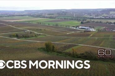 Wine vineyards around the world feel the impact of climate change