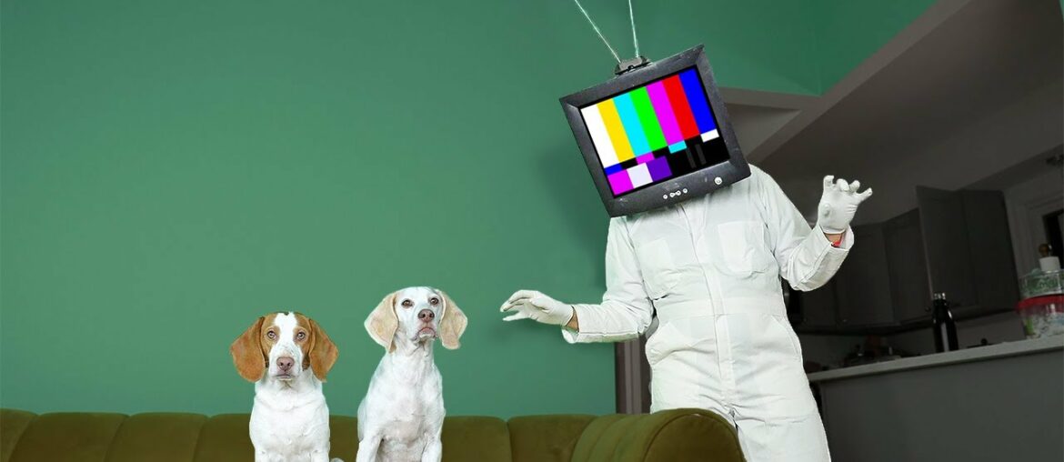 Dogs vs TV Head in Real Life Prank: Funny Dogs Maymo & Potpie Find out if TV HEAD is Real! Dogs vs TV Head in Real Life Prank: Funny Dogs Maymo & Potpie Find out if TV HEAD is Real!