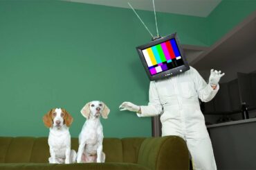 Dogs vs TV Head in Real Life Prank: Funny Dogs Maymo & Potpie Find out if TV HEAD is Real!