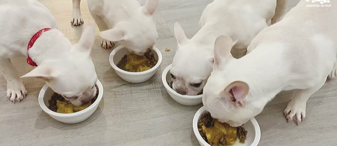 How to cook for your French Bulldog | Gourmet Puppy Cuisine made with love!