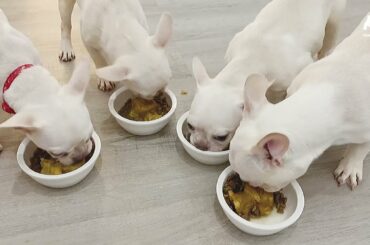 How to cook for your French Bulldog | Gourmet Puppy Cuisine made with love!