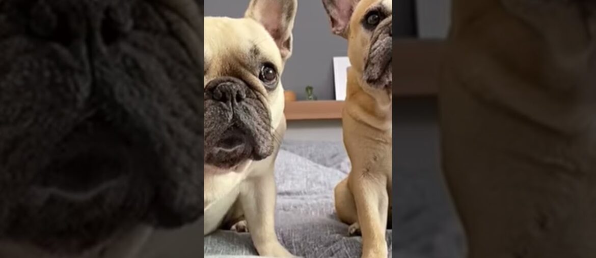 If you mess with one French bull dog the whole gang will come