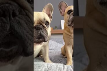 If you mess with one French bull dog the whole gang will come