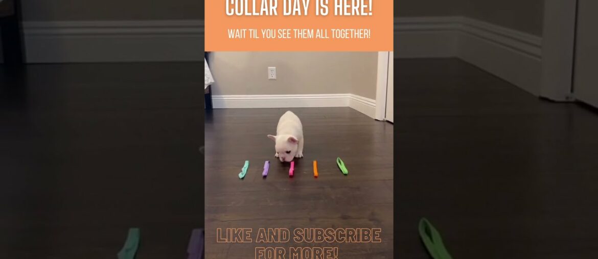 French Bulldog Puppies Choosing Their First Collars | #shorts #frenchies French Bulldog Puppies Choosing Their First Collars | #shorts #frenchies