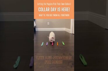 French Bulldog Puppies Choosing Their First Collars  |  #shorts #frenchies