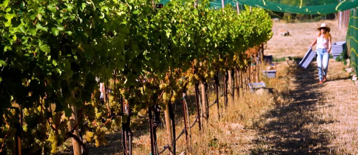 Women in Wine - A Deeper Dive