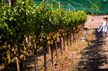 Women in Wine - A Deeper Dive