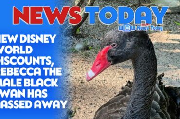New Disney World Discounts, Rebecca the Male Black Swan Has Passed Away - NewsToday 1/5