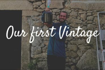 Making wine the natural way, from start to finish. Our First Vintage.