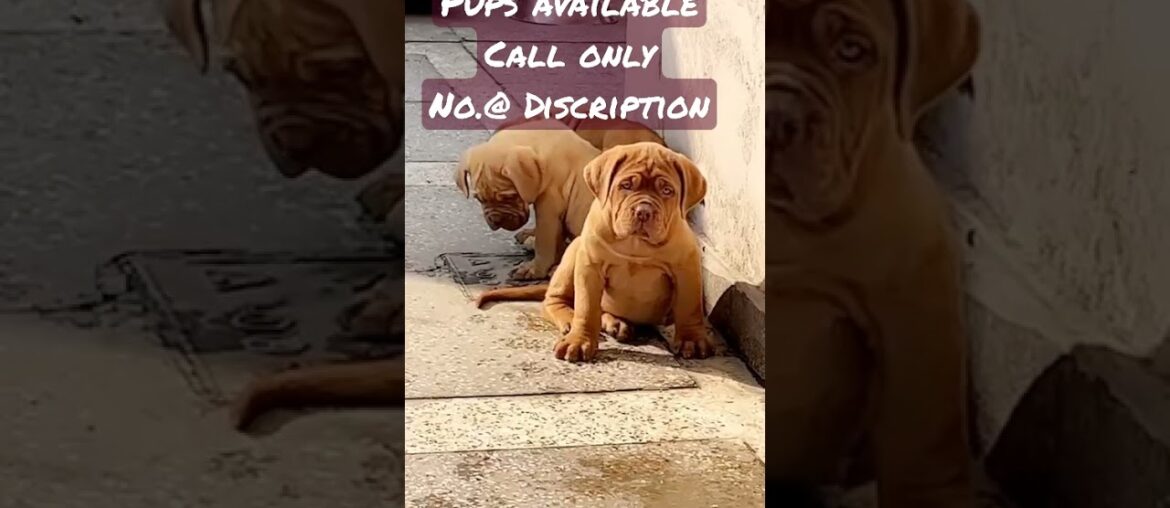 French Mastiff Puppies | Puppies for Sale | Gaint Breed Puppy | @starkennel88