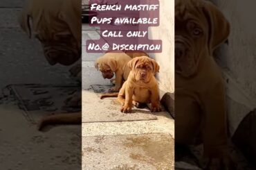 French Mastiff Puppies | Puppies for Sale | Gaint Breed Puppy | @starkennel88