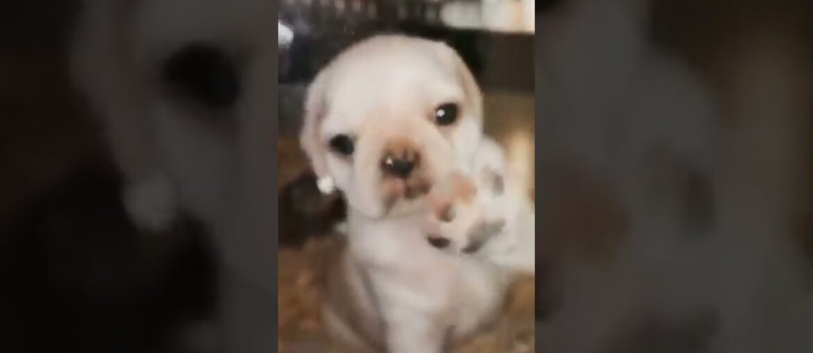 Cute Dog, funny Dog, puppy Dog #shorts #animals #dog Cute Dog, funny Dog, puppy Dog #shorts #animals #dog