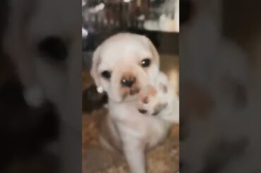 Cute Dog, funny Dog, puppy Dog #shorts #animals #dog