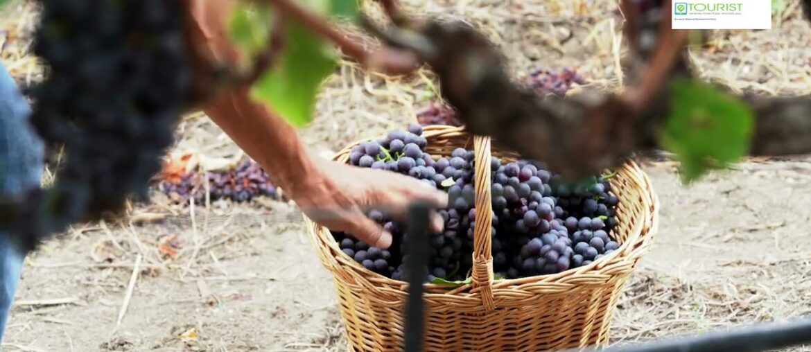 Traditional wines in the region of Evros Prefecture, Greece, eTOURIST project Traditional wines in the region of Evros Prefecture, Greece, eTOURIST project