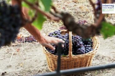 Traditional wines in the region of Evros Prefecture, Greece, eTOURIST project