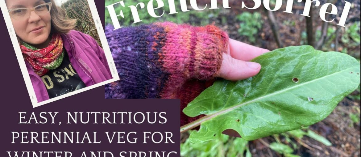 Tasty Perennial Greens!! French Sorrel for Late Winter/Early Spring Food Forests & Veg Patches Tasty Perennial Greens!! French Sorrel for Late Winter/Early Spring Food Forests & Veg Patches