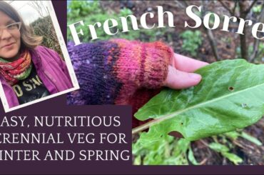 Tasty Perennial Greens!! French Sorrel for Late Winter/Early Spring Food Forests & Veg Patches
