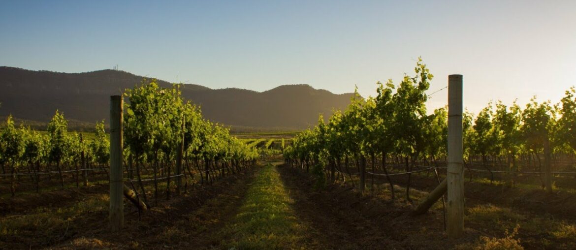 Victorian wine among the world's best Victorian wine among the world's best