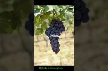 Wine factory+200 acres @99 plots ||All aminities||90 Cr||#Karnataka||No-425