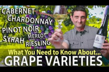 WINE 101: What are Grape Varieties?