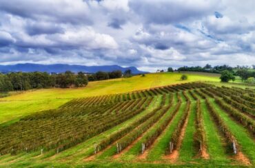 Australia's oldest wine region 'has a lot to offer'