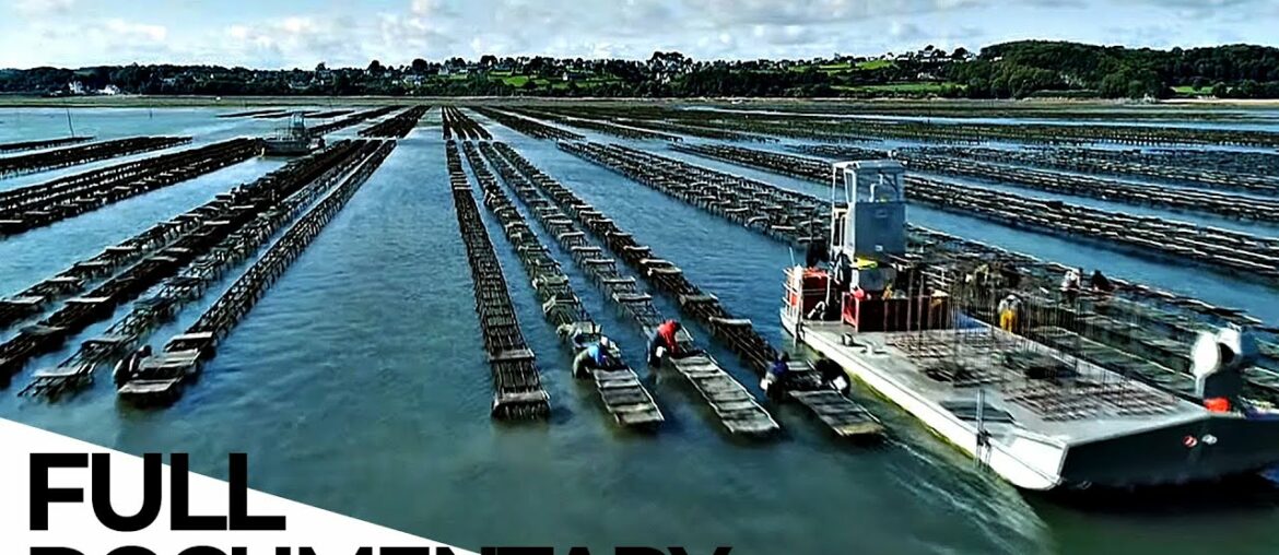 The Reality Behind Oyster Farmers | Mystery of the Oyster | ENDEVR Documentary The Reality Behind Oyster Farmers | Mystery of the Oyster | ENDEVR Documentary