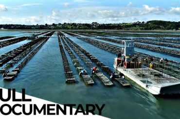 The Reality Behind Oyster Farmers | Mystery of the Oyster | ENDEVR Documentary