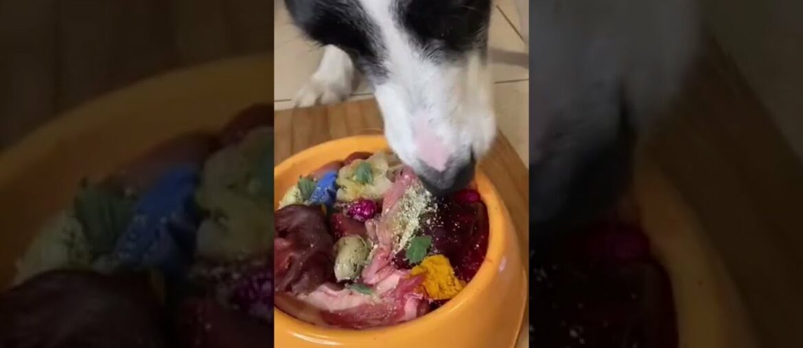 I cook my dog GOURMET DINNER. You need to try this #shorts