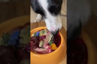 I cook my dog GOURMET DINNER. You need to try this #shorts