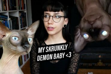 Sphynx Cat Parenting Updates