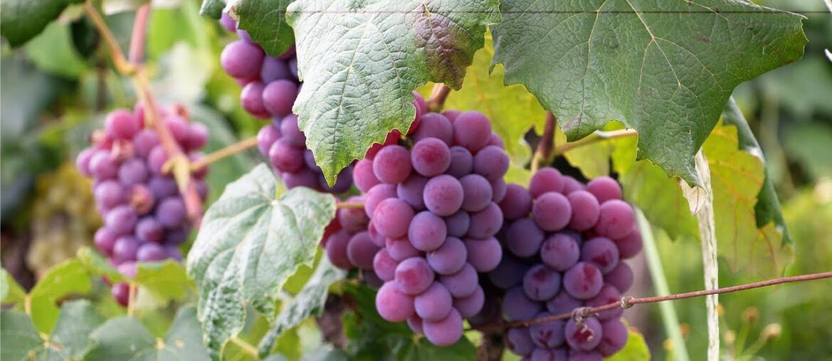 Dr. Homebrew | Episode #207: Same Base Sour, Two Types of Wine Grapes