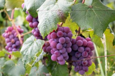 Dr. Homebrew | Episode #207: Same Base Sour, Two Types of Wine Grapes