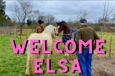 Welcome Elsa! The Chateau Pony - Sadie In France