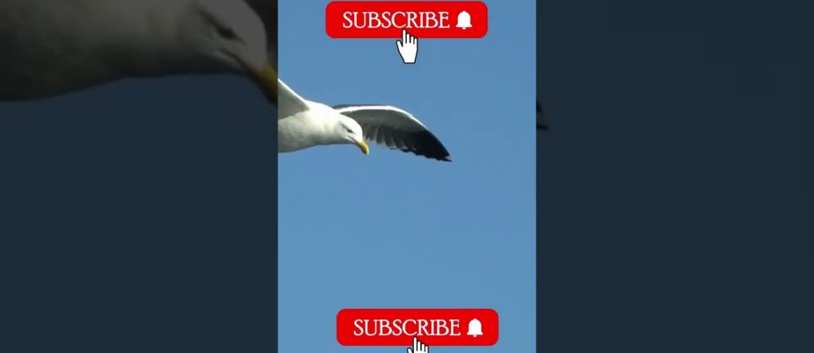 animal of sky short vedio amayzin animal of sky short vedio amayzin