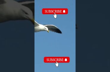 animal of sky short vedio amayzin