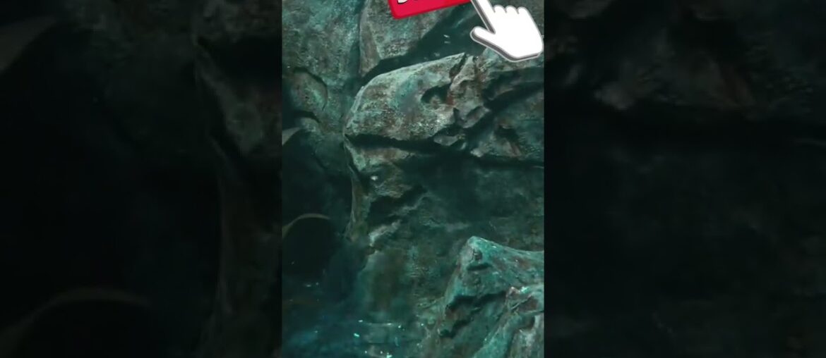 #short ANIMALS #BIRDS STONE FLAY #short ANIMALS #BIRDS STONE FLAY