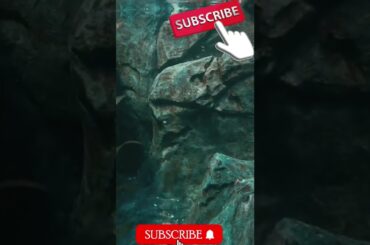 #short ANIMALS #BIRDS STONE FLAY