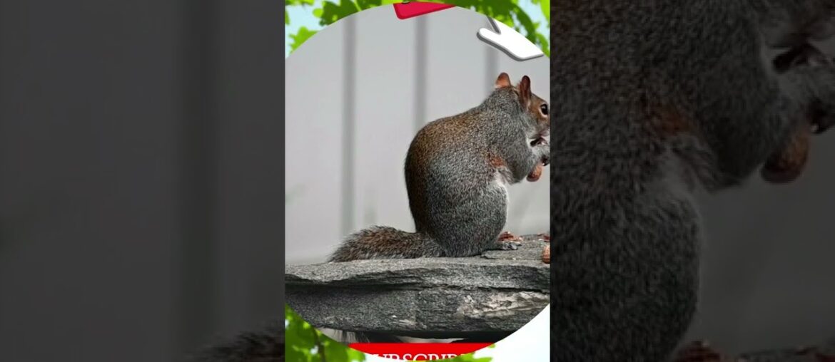 EPIC#short vedio animal #BIRDS Animals of the Whorld #Enjoy this vedio Scenic film