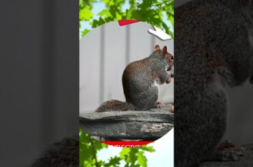 EPIC#short vedio animal #BIRDS Animals of the Whorld #Enjoy this vedio Scenic film