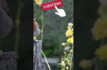 Epicanimal 3 #short ANIMALS #BIRDS Animals of the whorld #short