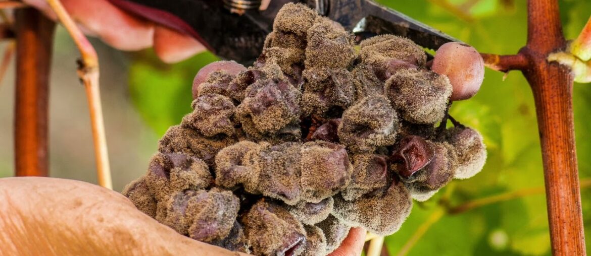 Bordeaux wine region