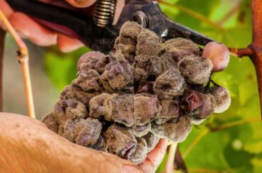 Bordeaux wine region