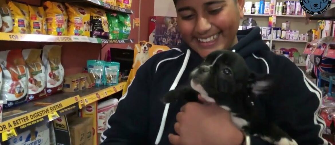 French Bulldog | Diet Plan | What is the Best Dog Food to Feed | Schedule | Accessory for Puppy?