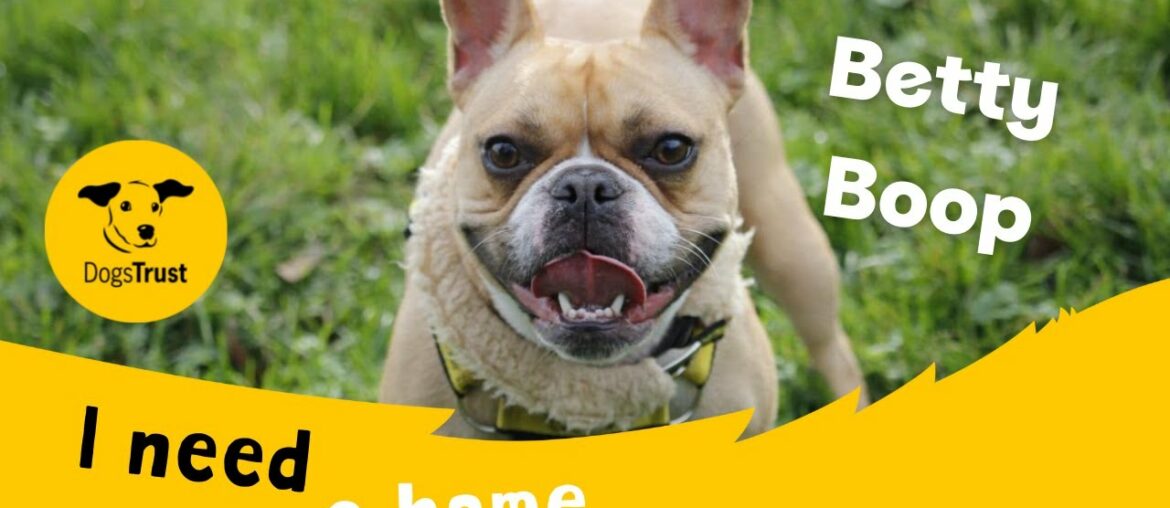 Betty Boop the beautiful French Bulldog | Dogs Trust Bridgend Betty Boop the beautiful French Bulldog | Dogs Trust Bridgend